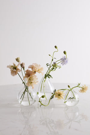 Viola Budvases